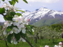 岩木山と木村さんのりんごの花