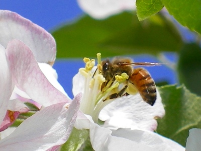 りんごの花の蜜を吸う蜜蜂