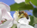 蜜蜂による受粉